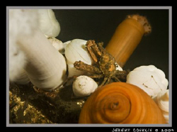 This is a Kelp crab on a small sunken wreck in Hoodsport Wa. by Jeremy Conklin 